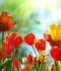 Spring - Dulcet Gift Baskets